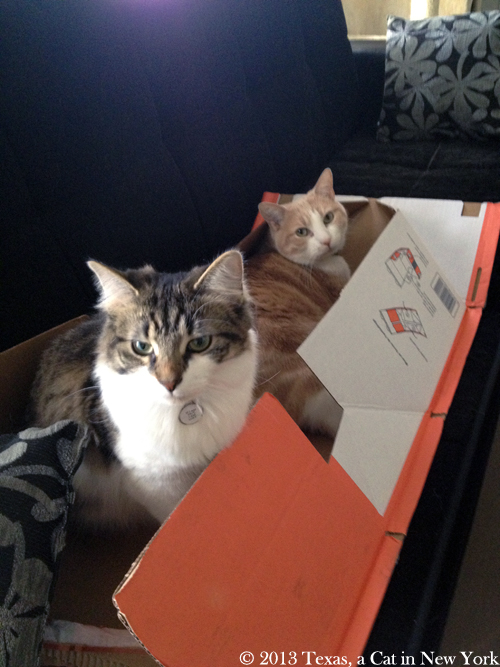 Kitshka: Texas is being mean with me, sniff... Texas: Awww... well, okay, let's share the box...