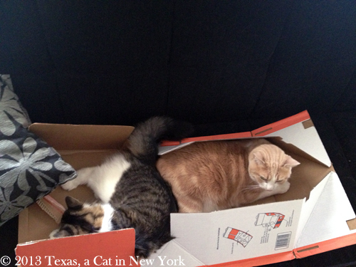 Kitshka: Hooray!! Texas: I think I'm gonna have to find me another box...