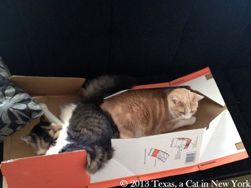 Kitshka: Don't take so much room, Texas! Texas: Yep, I need another box...